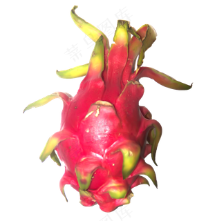 夏日水果火龙果