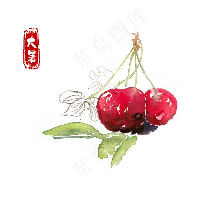 大暑红樱桃