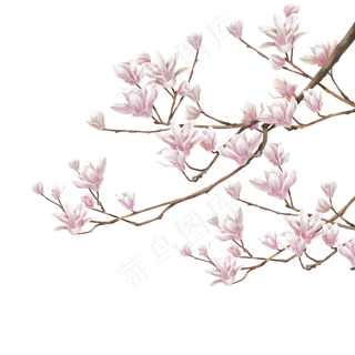 中国风手绘玉兰花,免抠元素