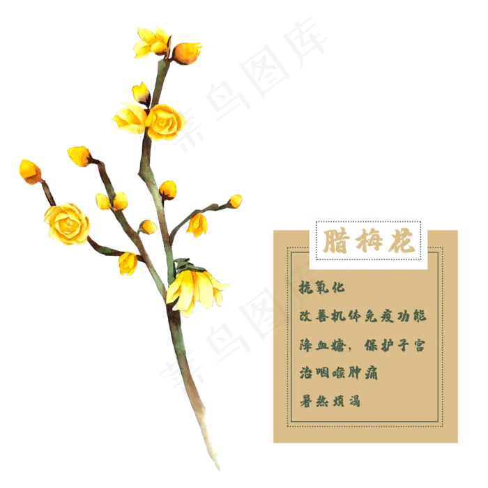 腊梅花花类中草药水彩植物,免抠元素(2500X2500(DPI:300))psd模版下载