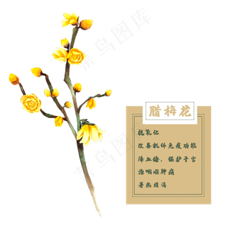 腊梅花花类中草药水彩植物,免抠元素