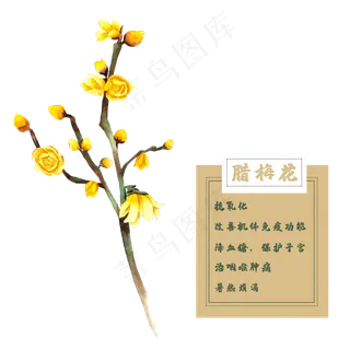 腊梅花花类中草药水彩植物,免抠元素