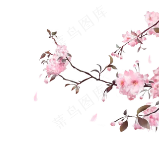 古风素材粉色樱花,免抠元素
