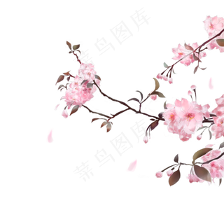 古风素材粉色樱花,免抠元素