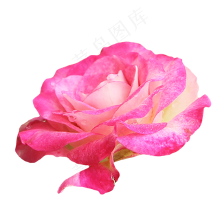 玫红色玫瑰花卉