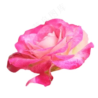 玫红色玫瑰花卉