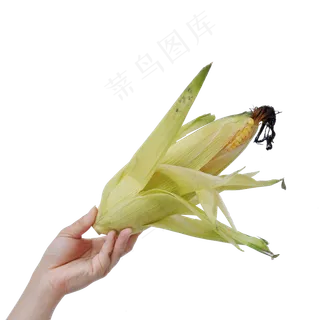 水果玉米 水果玉米