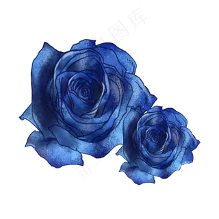 蓝玫瑰