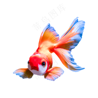 矢量水彩风金鱼锦鲤