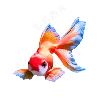 矢量水彩风金鱼锦鲤