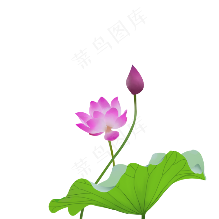 清新荷花夏季植物元素(2000X2000(DPI:300))psd模版下载