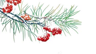 雪下的红果子,免抠元素