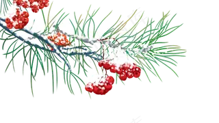 雪下的红果子,免抠元素