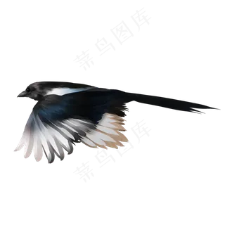 展翅高飞的小喜鹊,免抠元素