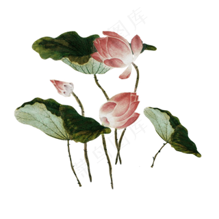 手绘中国风荷花水墨画PNG素材