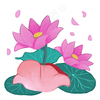 夏季节气荷花荷叶