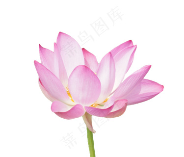 盛开美丽荷花 盛开美丽荷花