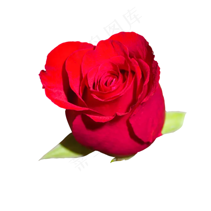 深红色玫瑰花朵(3000X3000(DPI:119))