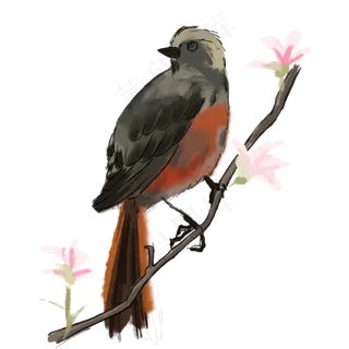 中国风古典风格花鸟矢量图,免抠元素