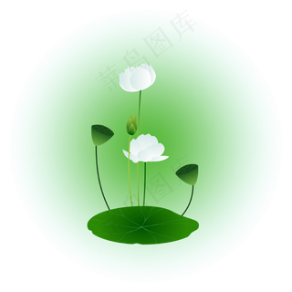 夏日荷花清新精美