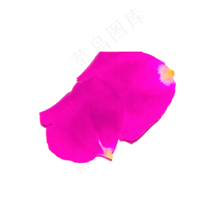 两片粉色玫瑰花瓣实物拍摄免抠(2000X2000(DPI:300))psd模版下载