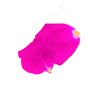 两片粉色玫瑰花瓣实物拍摄免抠