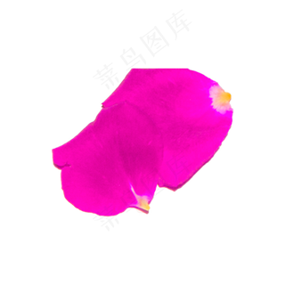 两片粉色玫瑰花瓣实物拍摄免抠