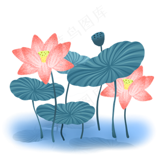 夏季盛开的荷花荷叶