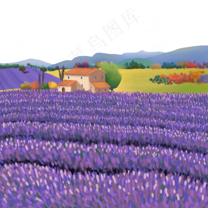 紫色薰衣草花海