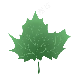 绿色的小枫叶叶子