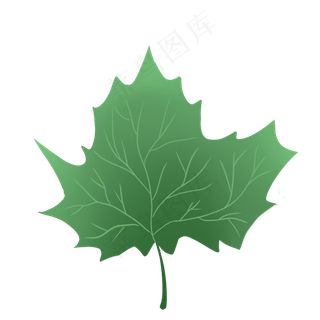 绿色的小枫叶叶子