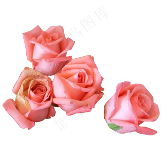 瑞典女王玫瑰月季