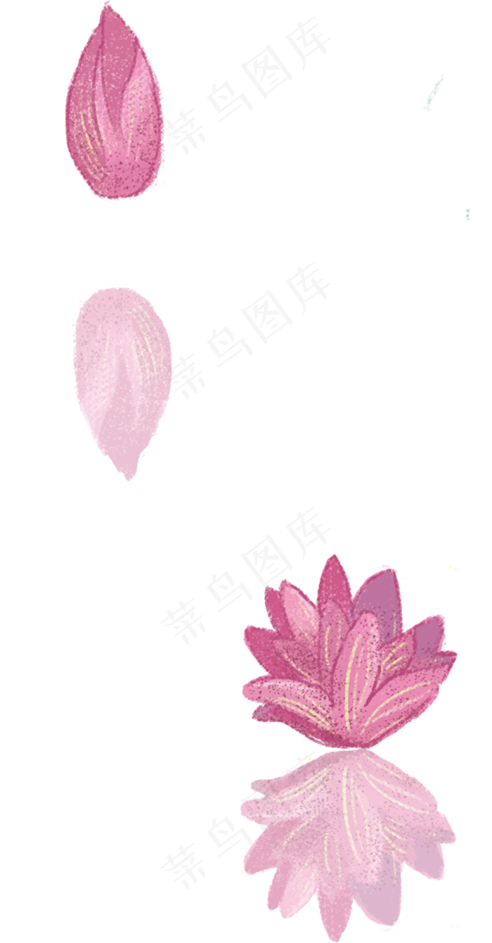 开放的荷花(780X1493(DPI:300))psd模版下载
