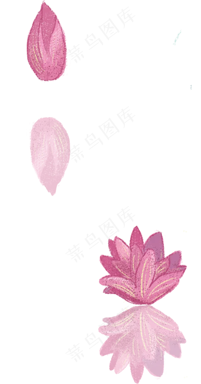 开放的荷花(780X1493(DPI:300))psd模版下载