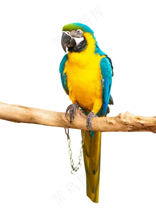 彩色金刚鹦鹉,免抠元素