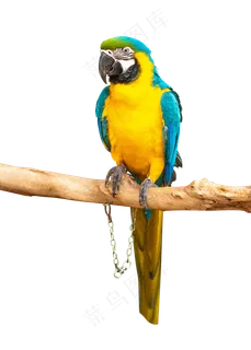 彩色金刚鹦鹉,免抠元素 彩色金刚鹦鹉,免抠元素