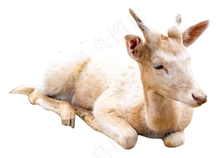 白色趴着小羊,免抠元素