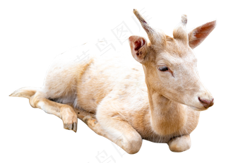 白色趴着小羊,免抠元素
