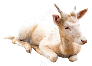 白色趴着小羊,免抠元素