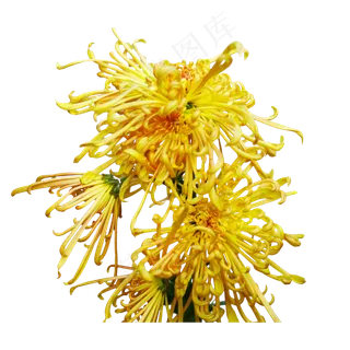 黄色菊花花朵,免抠元素