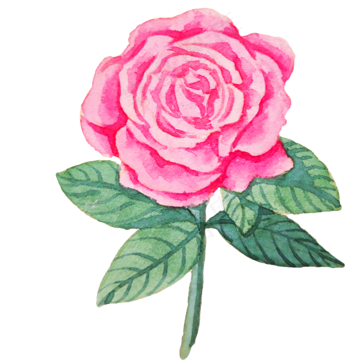 娇艳的红色玫瑰花(2000X2000(DPI:300))psd模版下载