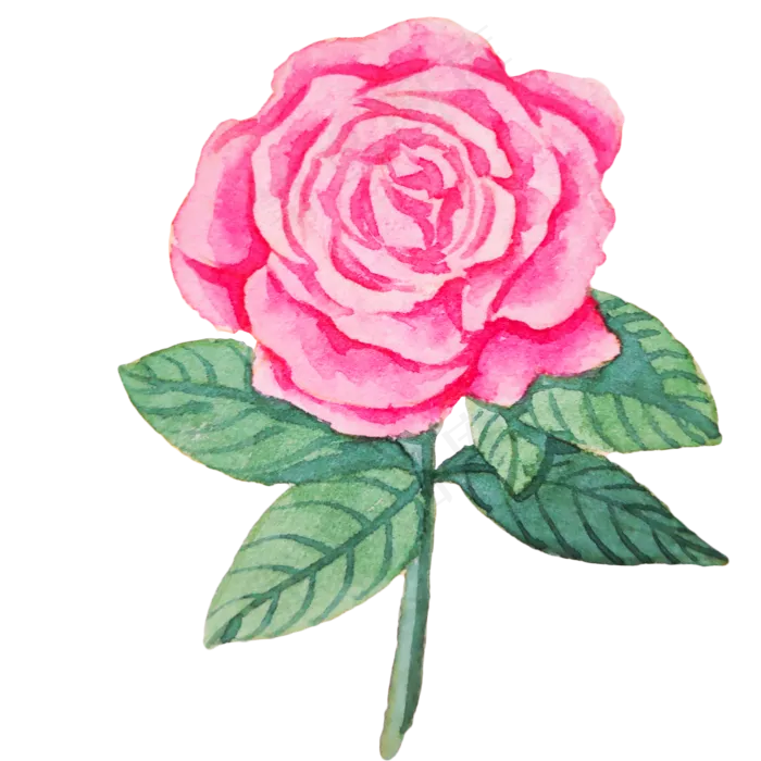 娇艳的红色玫瑰花(2000X2000(DPI:300))psd模版下载