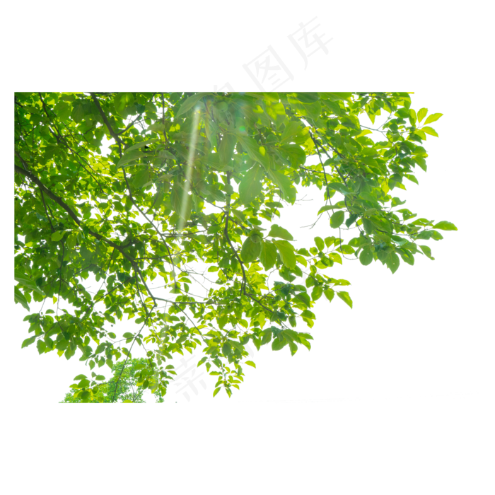 夏天的柿子树,免抠元素