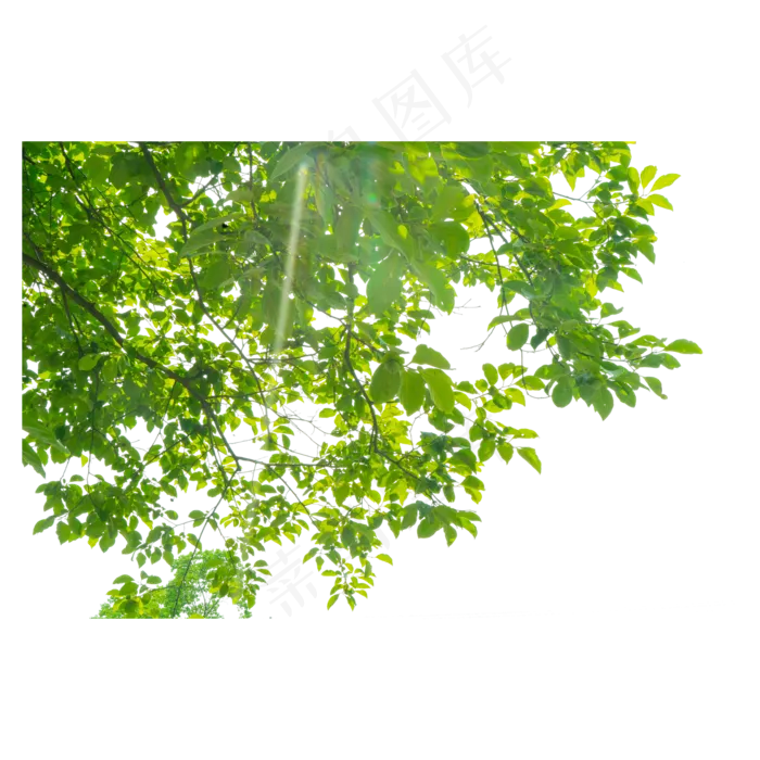 夏天的柿子树,免抠元素(2000X2000(DPI:300))psd模版下载