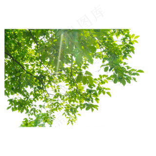 夏天的柿子树,免抠元素