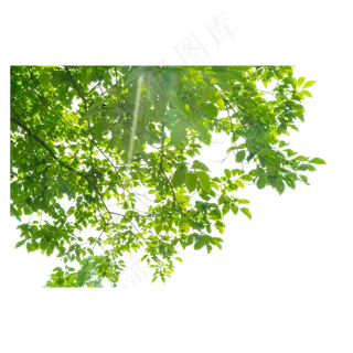 夏天的柿子树,免抠元素