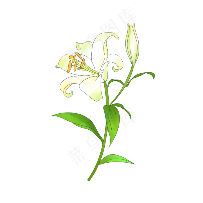 绽放的百合鲜花装饰(2000X2000(DPI:299))psd模版下载