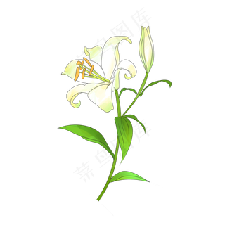 绽放的百合鲜花装饰