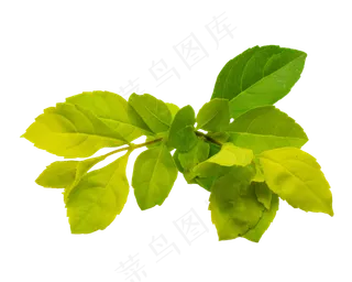 植物薄荷叶图案,免抠元素