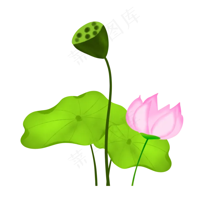 荷花荷叶和莲蓬插图(2013X2000(DPI:300))psd模版下载